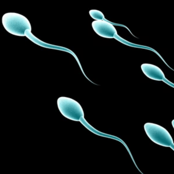 Sperm swimming towards the egg